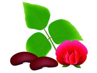 Wall Mural - Ripe beans, flower and leaves, isolated on white background.