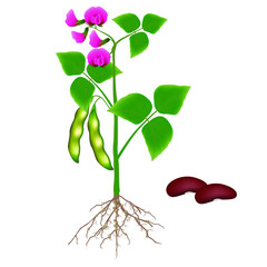 Wall Mural - A bean plant on a white background.