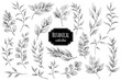 Hand drawn floral elements. Branches and leaves. Herbs and plants collection. Vintage botanical illustrations.
