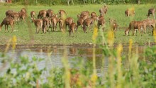 Young Strong Graceful Deer, Green Pasture With Green Juicy Grass. Spring Meadow With Cute Animals. Livestock Field In Tropical Asia. Natural Lagndaschaft With Group Of Fawns. Environment Conservation