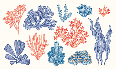 Corals and seaweed. Vector Hand Drawn. Sketch Botanical Illustration. Underwater flora, sea plants. Line art clipart. Vintage pink and blue marine plants