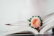 Pink Autumn Aster Flower On An Open Books, Light Background