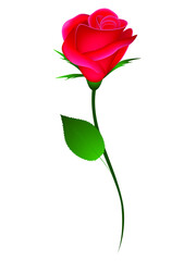 Wall Mural - Red rose on white background element for design.