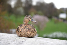 Selective Focus Shot Of A Brown Patterned Duck Sitting On A Stone