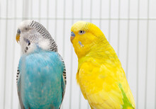Closeup Of Two Budgerigar Looking Left In The Cage. Colorful Budgies Standing Together.
