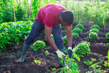 Young African Male Amateur Gardener Gardening In Summer Nature