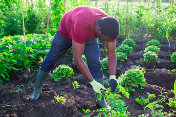 young african male amateur gardener gardening in summer nature