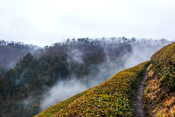 Wall Mural - Amazing landscape view of green tea plantation in rainy day background fog covered mountain.