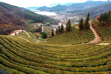 Wall Mural - Amazing landscape view of green tea plantation in rainy day background fog covered mountain.