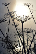 Vertical Shot Of Silhouettes Of Hogweed Plants Covered By Spider Webs