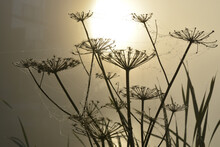 Silhouettes Of Hogweed Plants Covered By Spider Webs