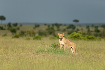 Wall Mural - lioness on a lookout, maasai mara national reserve, kenya, africa