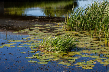 Seerosen und Seegras am Ufer der Eider