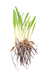 Growth wheat isolated. Closeup view on white background