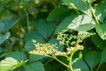 Poster - 植物