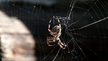 A large spider hangs in the center of its web and feeds on a newly caught fly in the afternoon summer sun: insect life, survival in the wild. Close up
