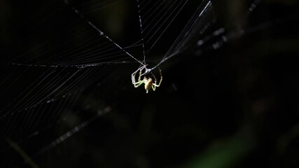 Close-up of a spider preying on its prey on a web