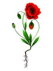 Wall Mural - Poppy plant on a white background.