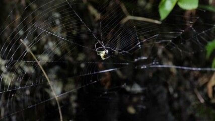 Close-up of a spider preying on its prey on a web