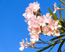 Pale Pink Oleander Flowers Under Blue Sky Background