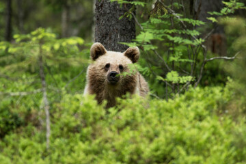 Wall Mural - Young Brown bear, Ursus arctos in lush summery taiga forest in Eastern Finland.
