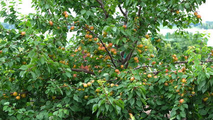 Poster - crown of a tree with ripe apricots