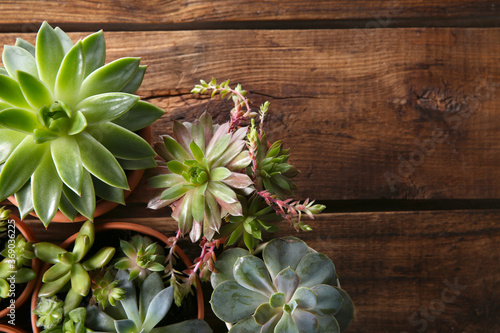 Cuadros en Lienzo Many different echeverias on wooden table, flat lay with space for text