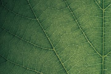 Beautiful green texture background. Cropped shot of green leaf textured. Abstract nature pattrn for design. Macro photogrpaphy view.