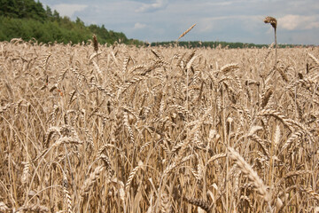 Wheat field and blue sky August summer day