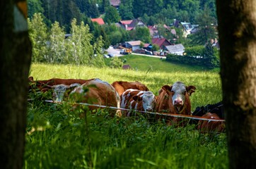 cows in the meadow