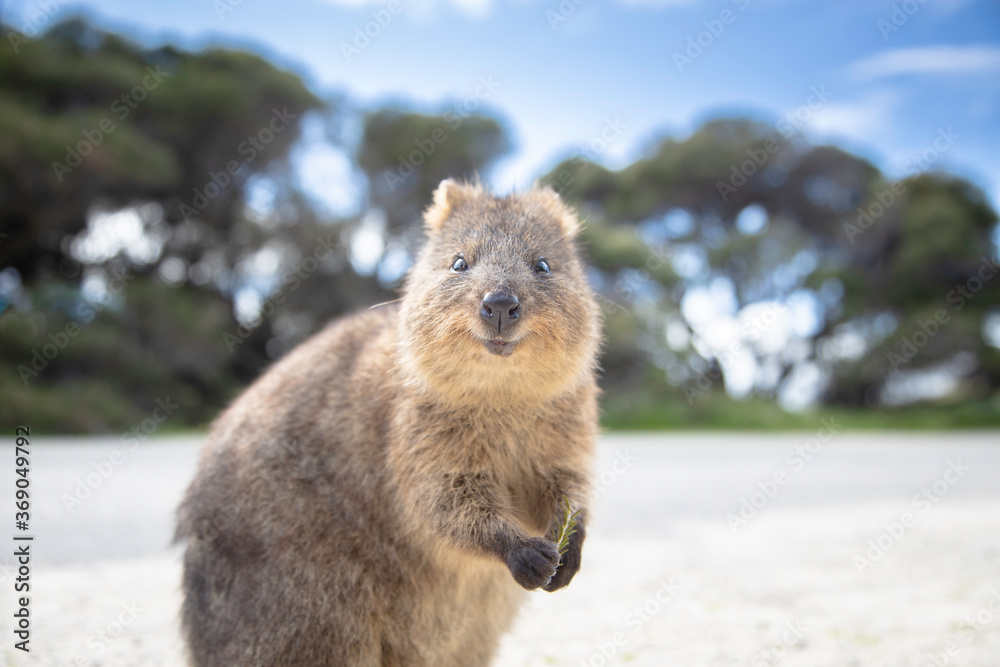 The Happiest Animal Quokka Is Smiling And Welcoming You To Come To Rottnest  Island In Perth Western Australia Animal Wall Mural | Anim-Hideaki