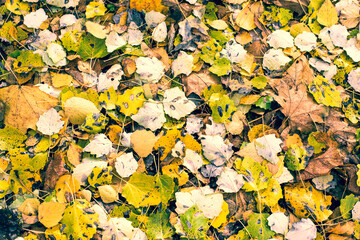 Natural texture of yellow autumn fallen leaves of aspen and maple.