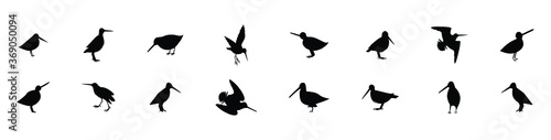 Fotografía a set of common snipe drum silhouettes. vector illustration