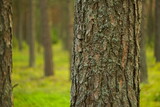 Fototapeta  - Drzewo, sosna w lesie