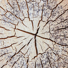 Wall Mural - ornament natural cracked old tree, weathered surface with growth rings close up