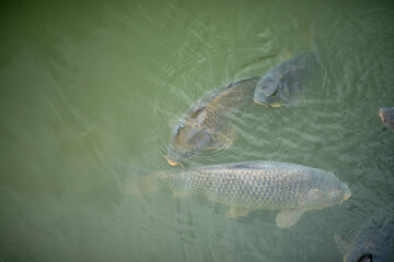 carp in a water