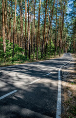 Canvas Print - Summer in California. Pine forest and single lane highway