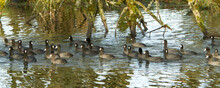 A Flock Of Coots Swimming In A Small Stream In Ridgefield, Washington.