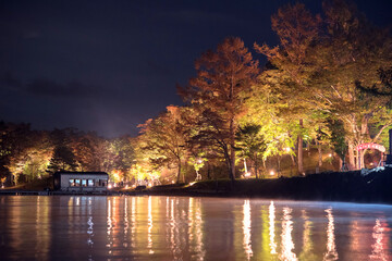 Wall Mural - Illuminated autumn leaves at Lake Yamanaka　山中湖畔 秋の紅葉ライトアップ 夜景