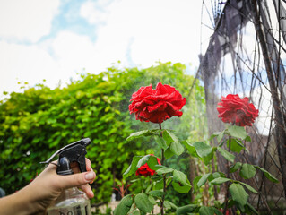 Wall Mural - red rose in the garden