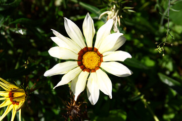 Wall Mural - Osteospermum