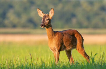 Wall Mural - Young roe buck standing in a field