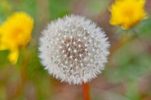 This Macro Stock Photo Is Of A Dandelion Seed Head With It's Interesting Texture.  Two Yellow Blooming Dandelions Are In The Background, Intentionally Blurred For Artistic Effect.