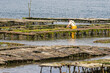 oyster farmer in an oyster farm in the Gulf of Morbihan