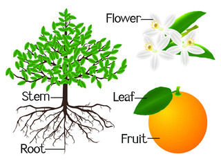 Wall Mural - The illustration shows part of the orange plants.