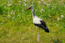A White Bird With Black Wing Tips, A Long Neck, A Long, Thin, Red Bill, And Long Reddish Legs.A Beautiful Stork Stands In The Green Grass In A Field.Photo.