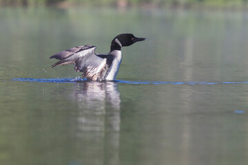 common loon or great northern diver (gavia immer)
