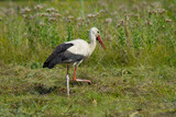 Fototapeta  - A white bird with black wing tips, a long neck, a long thin red bull, and long reddish legs.A beautiful stork walks on the green grass in a field.Photo.