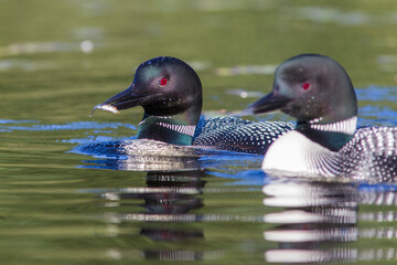 common loon or great northern diver (gavia immer) feeding baby