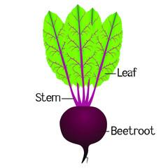 Wall Mural - The illustration shows part of the beetroot plant.